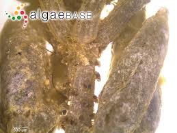 Attēlu rezultāti vaicājumam “Chara tomentosa”