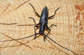 Attēlu rezultāti vaicājumam “Monochamus urussovi”