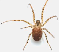 Attēlu rezultāti vaicājumam “Metellina segmentata”