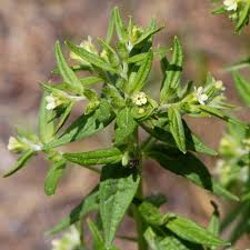 Attēlu rezultāti vaicājumam “Lithospermum officinale”