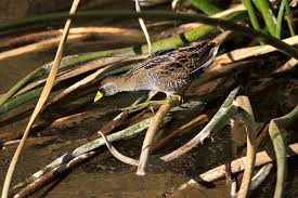 Image result for Porzana carolina