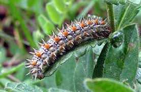 Attēlu rezultāti vaicājumam “Melitaea didyma underside”