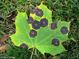 Attēlu rezultāti vaicājumam “Rhytisma acerinum”