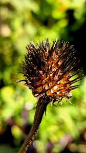 Attēlu rezultāti vaicājumam “Echinacea purpurea bud”