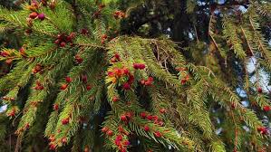 Attēlu rezultāti vaicājumam “Picea abies female flower”
