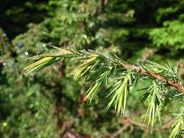 Attēlu rezultāti vaicājumam “Juniperus communis leaf”
