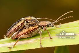 Attēlu rezultāti vaicājumam “Donacia”