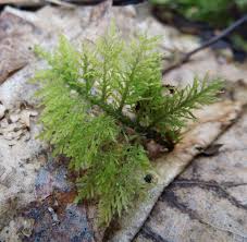 Attēlu rezultāti vaicājumam “Thuidium tamariscinum”