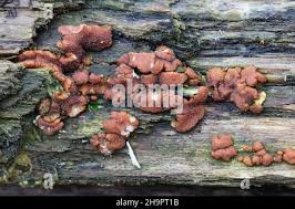 Attēlu rezultāti vaicājumam “Hypocrea rufa”