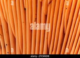 Attēlu rezultāti vaicājumam “Lepista sp.”