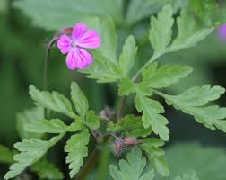 Attēlu rezultāti vaicājumam “Geranium robertianum flower”