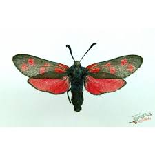 Attēlu rezultāti vaicājumam “Zygaena filipendulae”