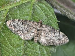 Attēlu rezultāti vaicājumam “Eupithecia tantillaria”