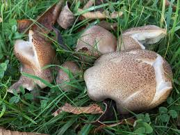 Attēlu rezultāti vaicājumam “Cetrelia sp.”