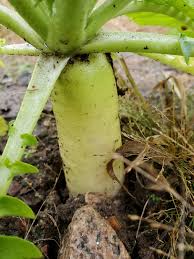 Image result for Raphanus sativus ssp. Oleiformes