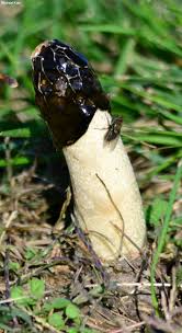 Attēlu rezultāti vaicājumam “Phallus impudicus”