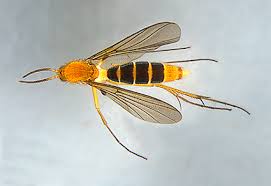 Attēlu rezultāti vaicājumam “Mycetophilidae”