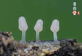 Attēlu rezultāti vaicājumam “Arcyria cinerea macro”