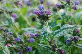 Image result for Pulmonaria Silverado