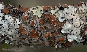 Attēlu rezultāti vaicājumam “Parmelina tiliacea”