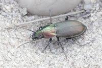 Attēlu rezultāti vaicājumam “Poecilus lepidus”