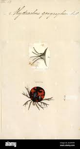 Attēlu rezultāti vaicājumam “Hydrachna”