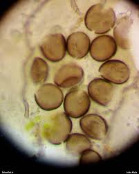 Attēlu rezultāti vaicājumam “Licea chelonoides macro”
