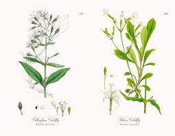 Attēlu rezultāti vaicājumam “Silene nutans flower”