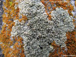 Attēlu rezultāti vaicājumam “Lecanora muralis”