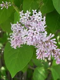 Image result for flieder