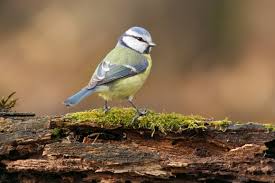 Attēlu rezultāti vaicājumam “Cyanistes caeruleus adult”