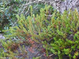 Attēlu rezultāti vaicājumam “Empetrum nigrum”