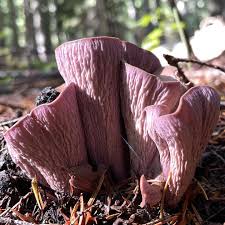 Attēlu rezultāti vaicājumam “Gomphus clavatus”