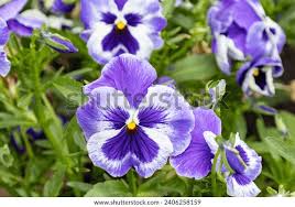 Attēlu rezultāti vaicājumam “Viola x williamsii flower”