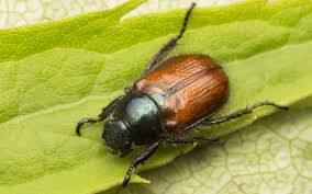 Attēlu rezultāti vaicājumam “Phyllopertha horticola imago”