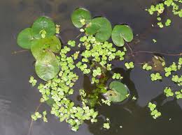 Attēlu rezultāti vaicājumam “Hydrocharis morsus-ranae fruit”