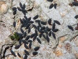 Attēlu rezultāti vaicājumam “Hypogastrura sp.”