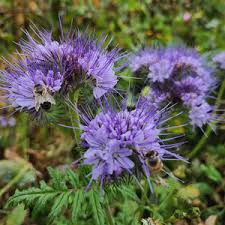 Attēlu rezultāti vaicājumam “Phacelia tanacetifolia”