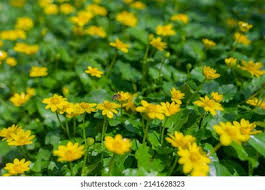 Attēlu rezultāti vaicājumam “Ranunculus auricomus flower”