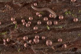 Attēlu rezultāti vaicājumam “Lycogala confusum spores”