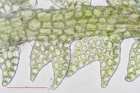 Attēlu rezultāti vaicājumam “Cephalozia catenulata”