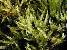 Attēlu rezultāti vaicājumam “Calliergon giganteum”