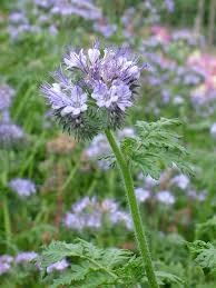 Attēlu rezultāti vaicājumam “Phacelia tanacetifolia”