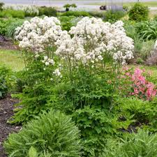 Attēlu rezultāti vaicājumam “Thalictrum aquilegifolium leaf”