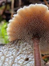 Attēlu rezultāti vaicājumam “Auriscalpium vulgare”