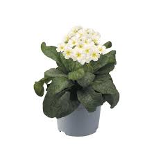 Image result for Primula elatior