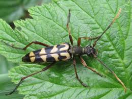 Attēlu rezultāti vaicājumam “Leptura annularis”