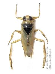 Attēlu rezultāti vaicājumam “Notonecta glauca”