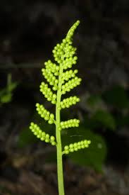 Attēlu rezultāti vaicājumam “Botrychium virginianum”