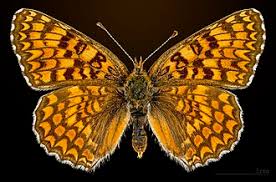 Attēlu rezultāti vaicājumam “Melitaea phoebe underside”